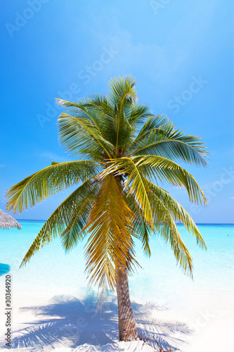 Palm trees on tropical island at ocean. Maldives...