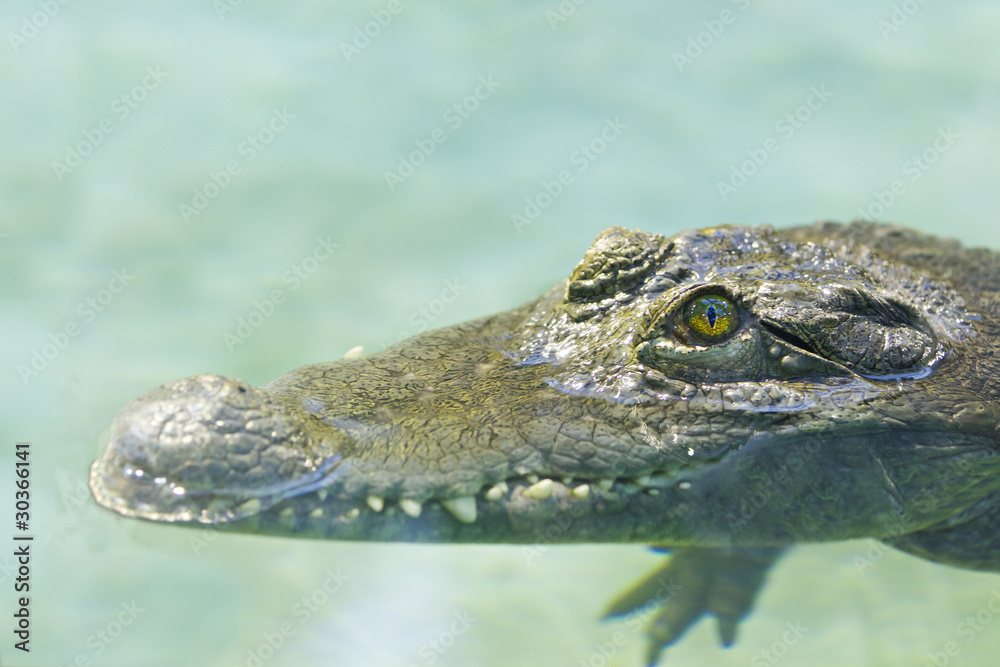 Philippine crocodile lurks in water