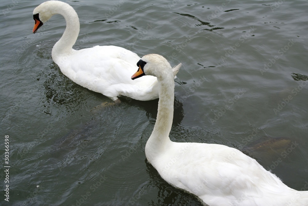 Obraz premium Cygne blanc