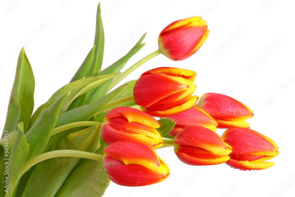 tulpen,blumenhintergrund tulpen,blumenhintergrund