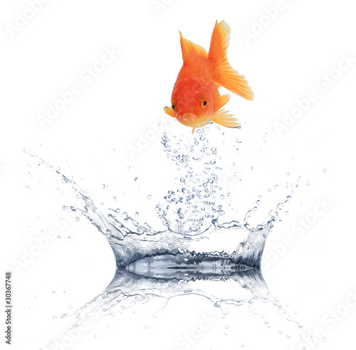 Golden fish jumping from water