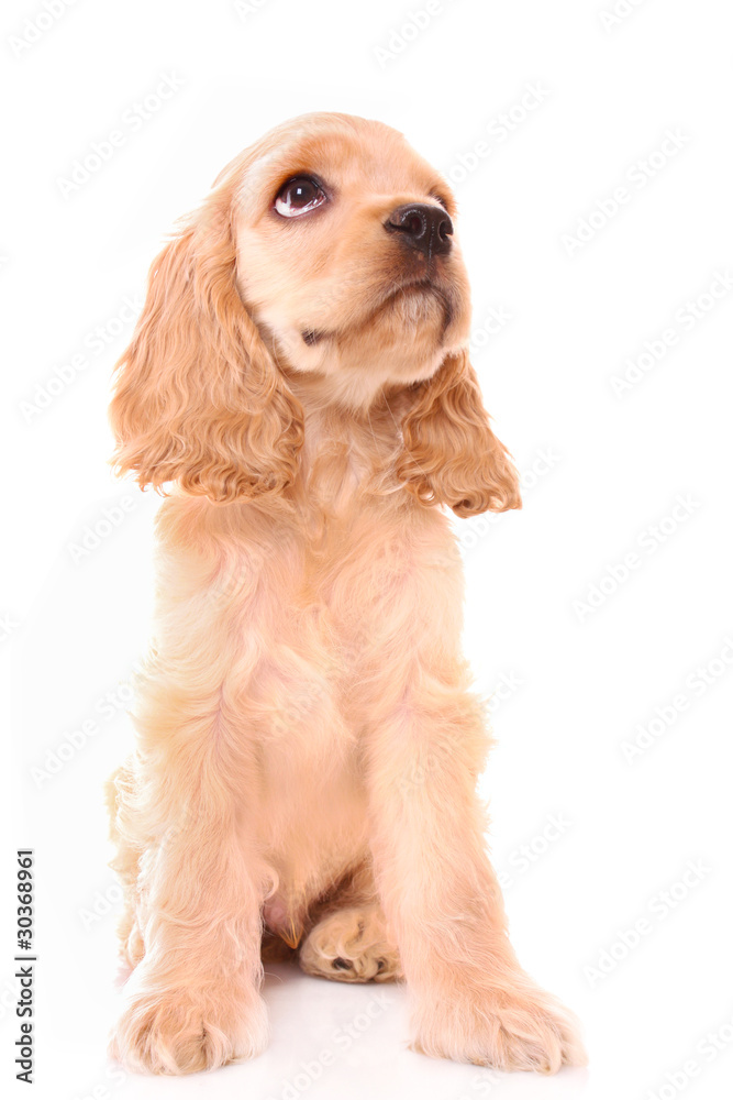 Puppy cocker spaniel on a white background