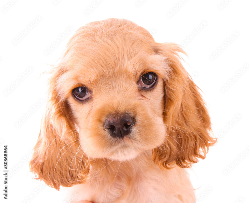 Puppy cocker spaniel on a white background Puppy cocker spaniel on a white background