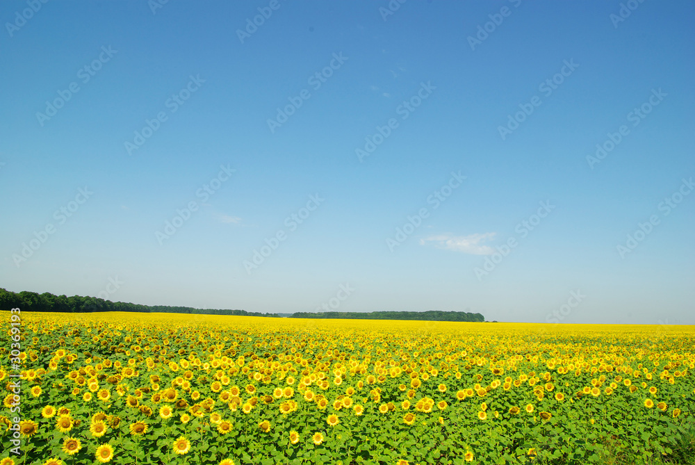 Obraz premium sunflowers