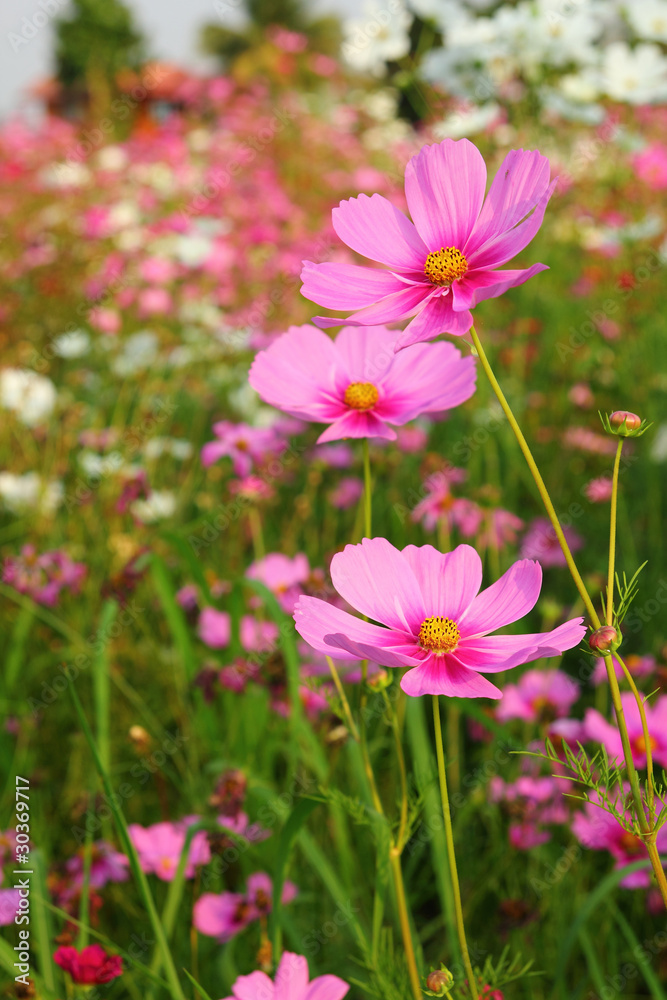 Cosmos flowers in bloom