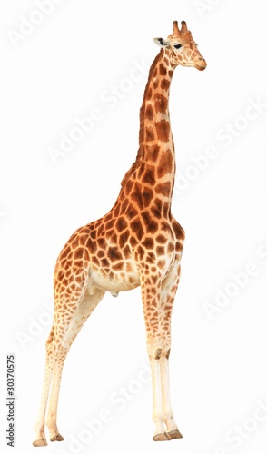 girafe