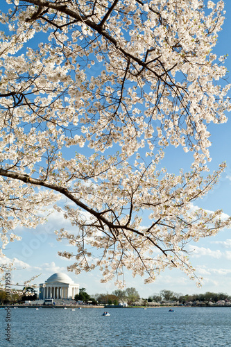 Canvas-taulu Cherry Blossoms Tidal Basin Jefferson Memorial DC