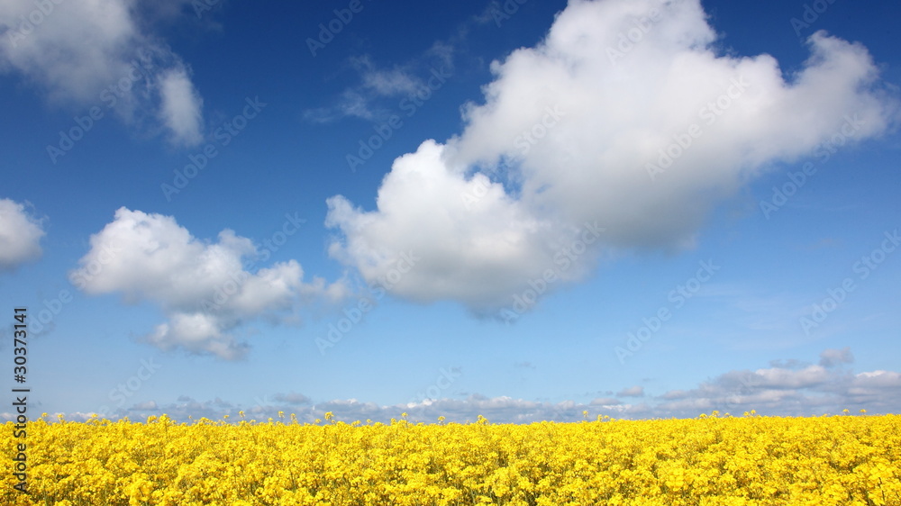 Rapsblüte