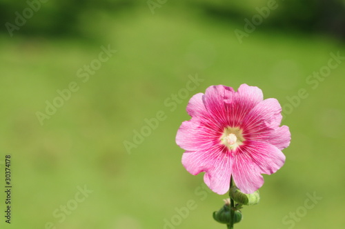 the pink flower insolated on natural green background