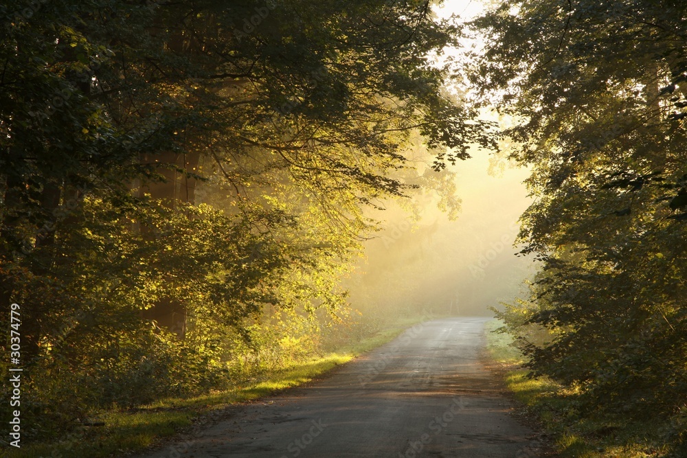 Obraz premium Country road in the autumn forest on a foggy morning