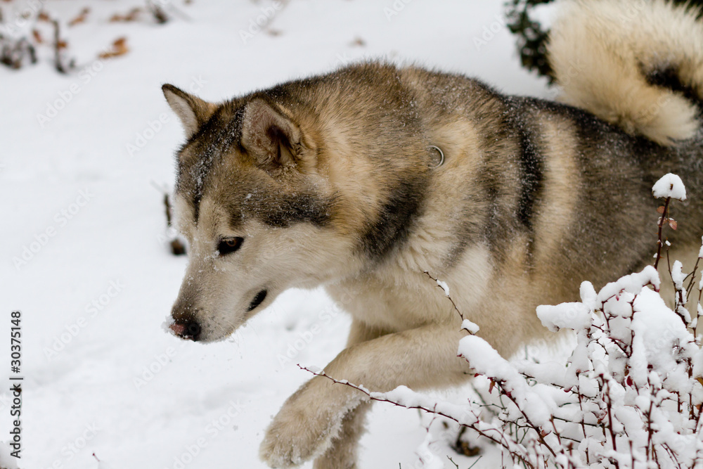 Fototapeta premium Alaskan Malamute