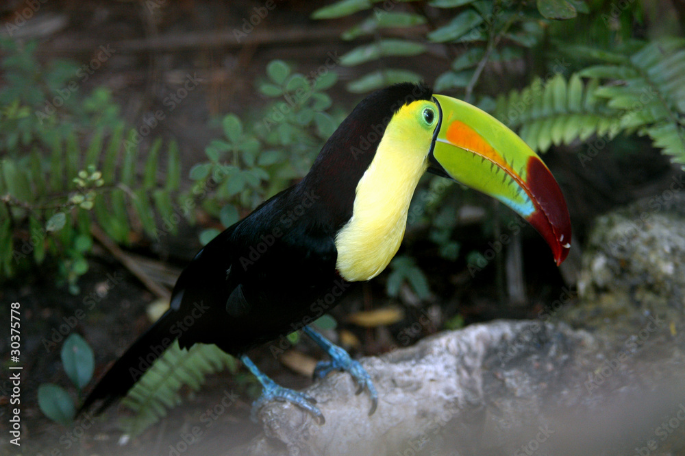 Fototapeta premium Toucan Ramphastos sulfuratus colorful Tucan bird in zoo