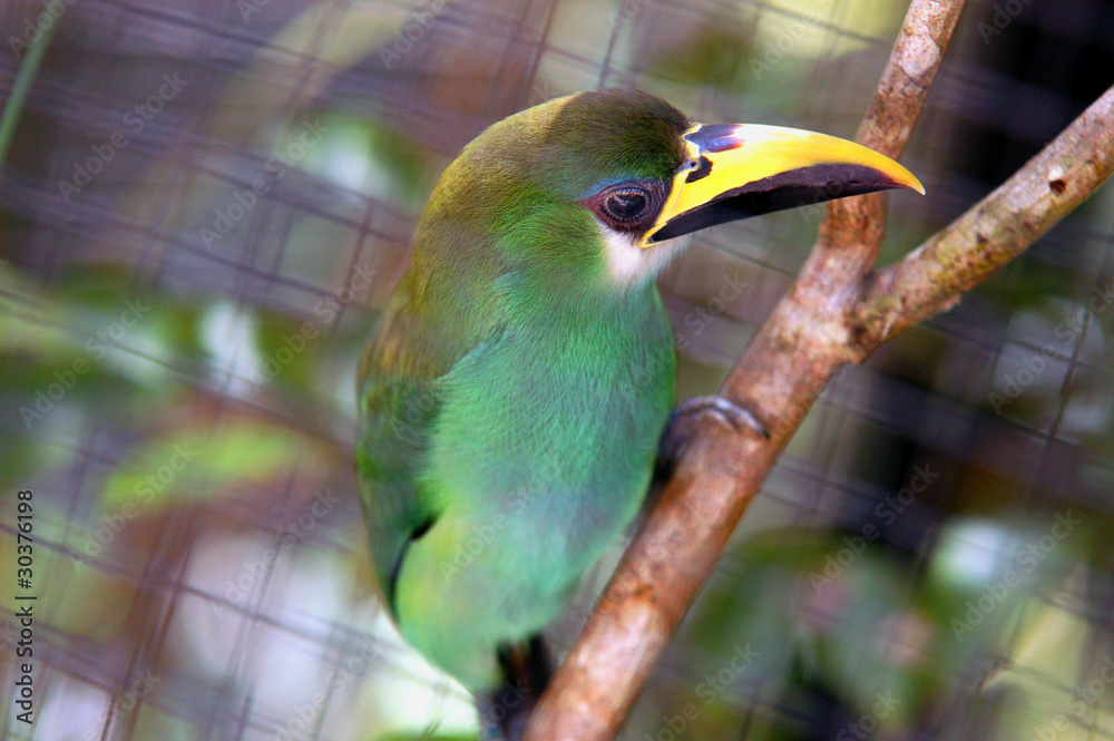green tropical bird with yellow/balck beak from Belize zoo green tropical bird with yellow/balck beak from Belize zoo