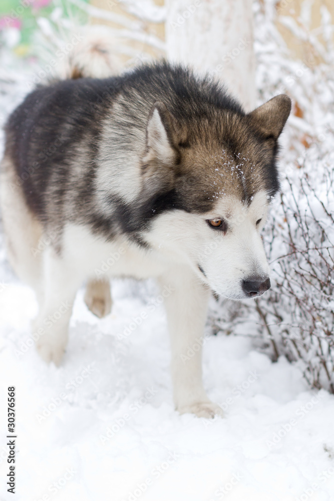 Naklejka premium Alaskan Malamute