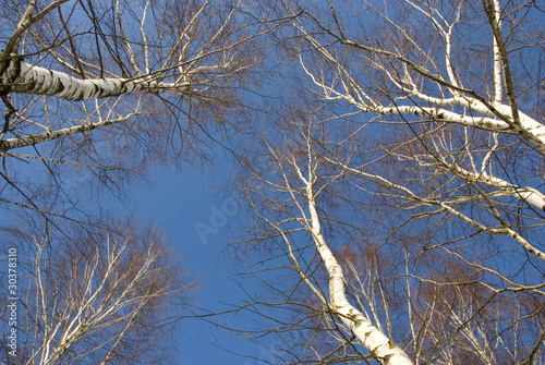 birches on blue sky background in early spring