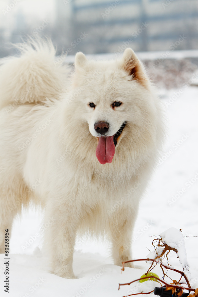 Naklejka premium Samoyed