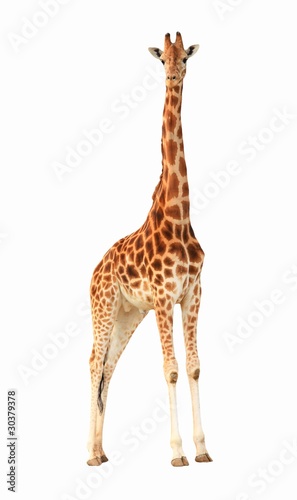 Afrique, la girafe... © Daylight Photo