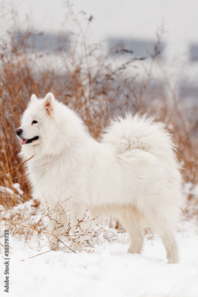 Obraz premium Samoyed