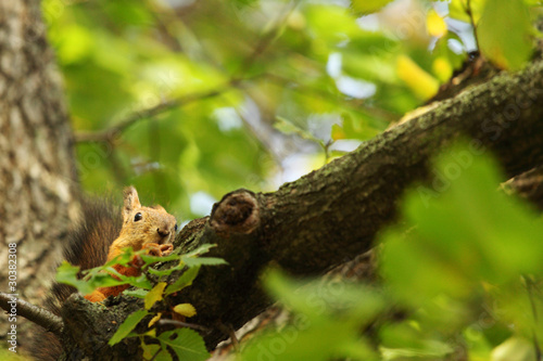 squirrel in the autumn forest