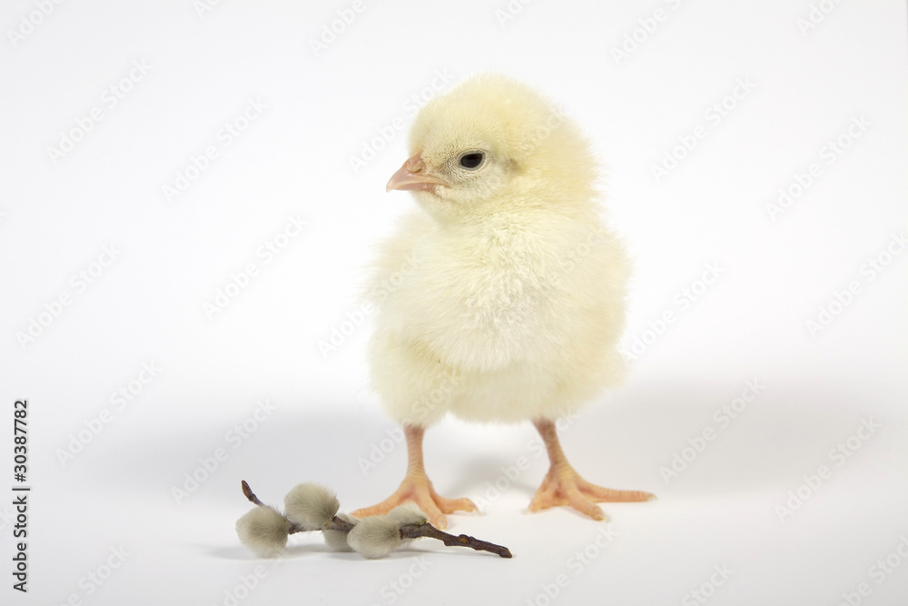 The Easter living chicken and twig of the willow The Easter living chicken and twig of the willow