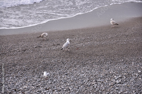 Фауна Черного моря чайки