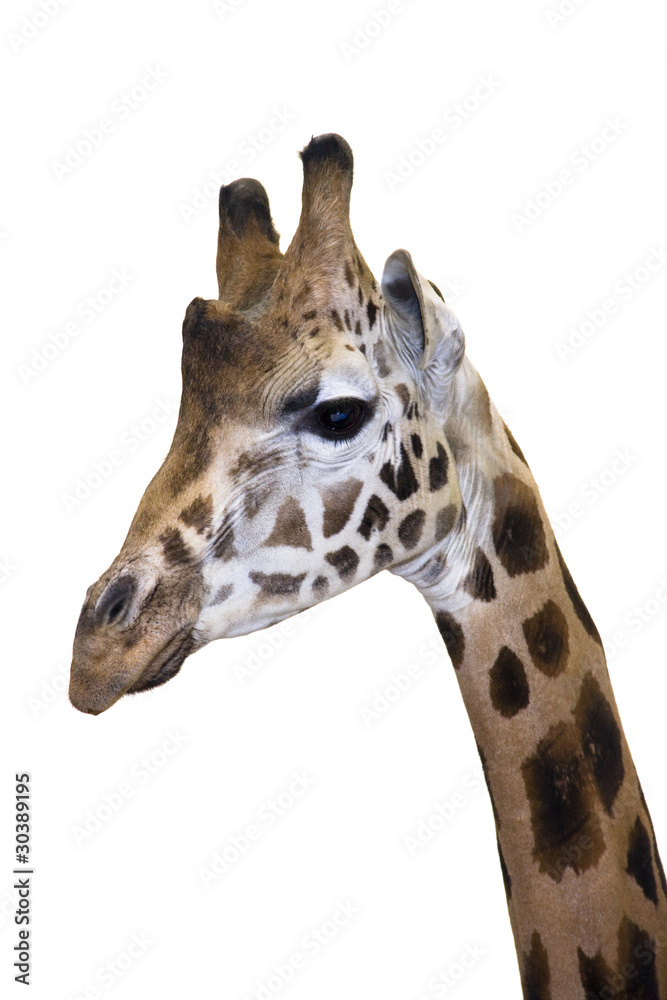Obraz premium Head of a Rotschild giraffe (Giraffa camelopardalis rotschildi)