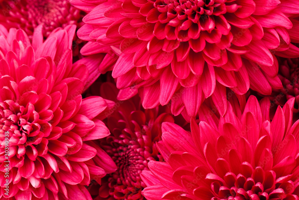 chrysanthemum chrysanthemum