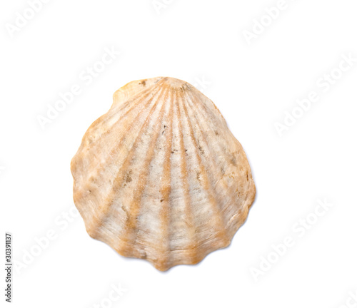 seashell