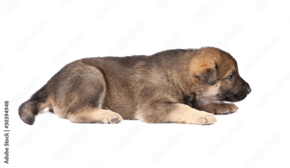 Obraz premium sheepdogs puppy isolated on the white background