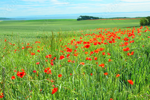 Fields of poppies  Scotland