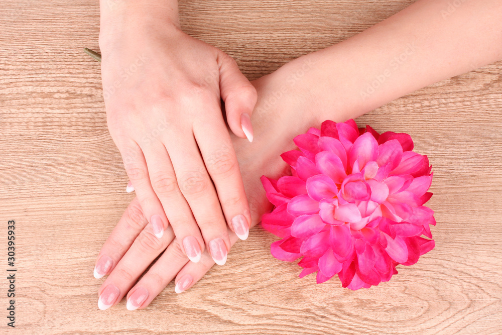 Woman hands with french manicure holding red flower Woman hands with french manicure holding red flower
