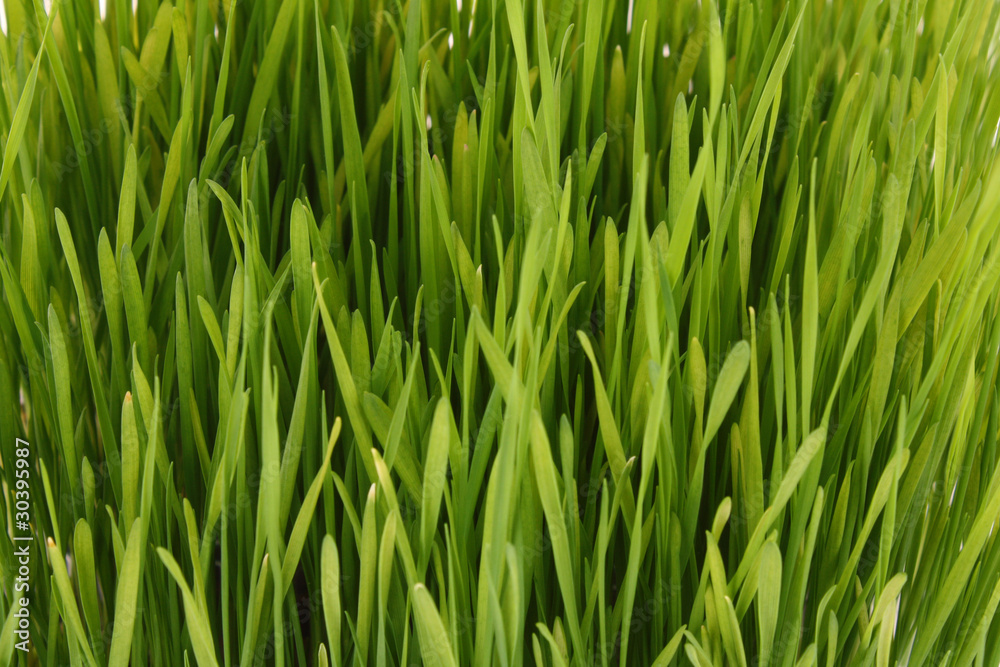 Naklejka premium green grass