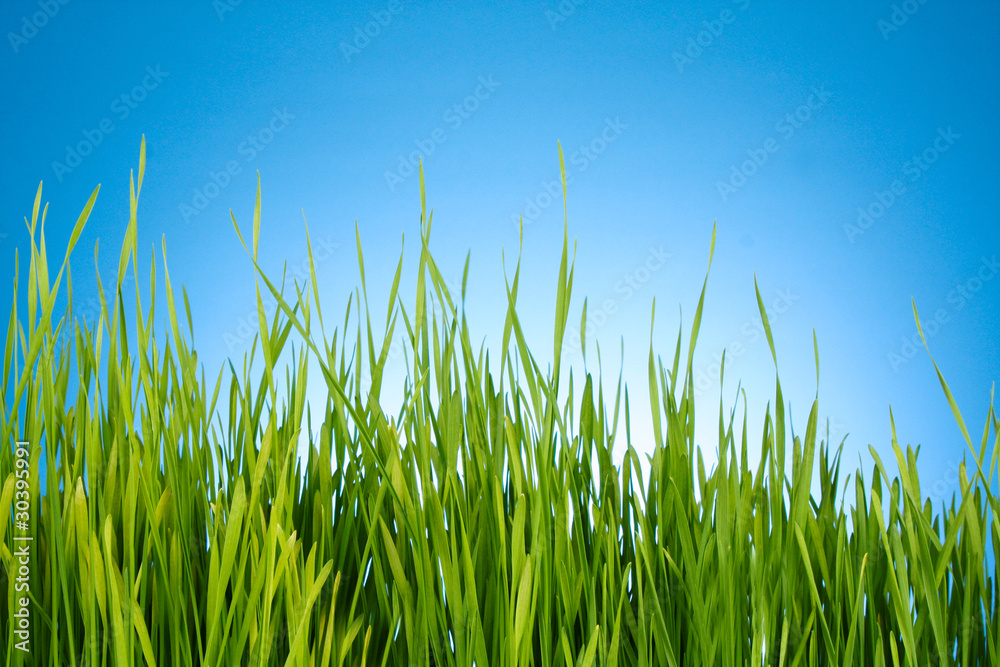 Fototapeta premium green grass on blue background
