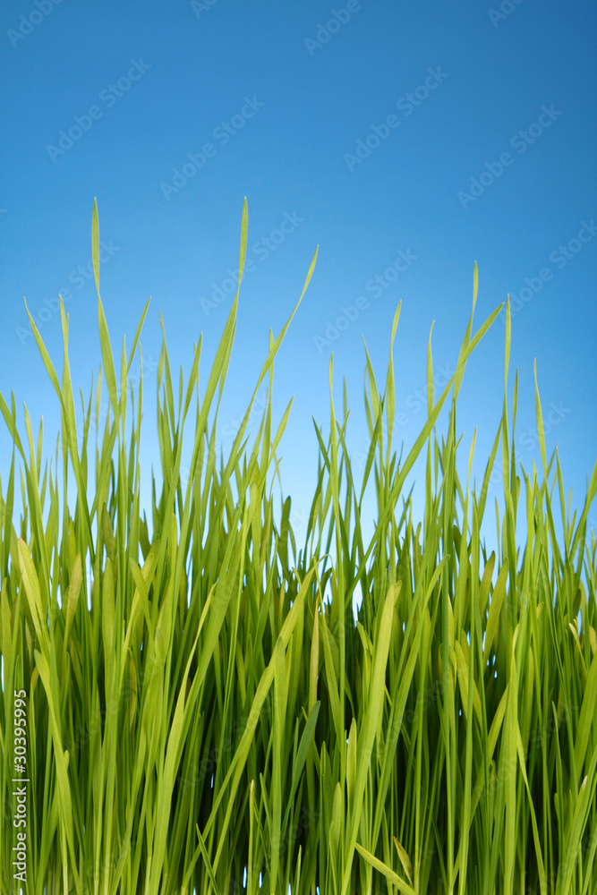 green grass on blue background green grass on blue background