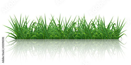 Grass