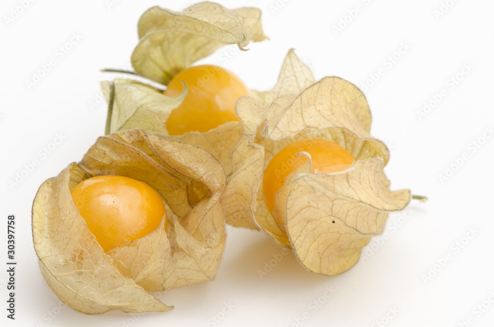 ground-cherry ground-cherry