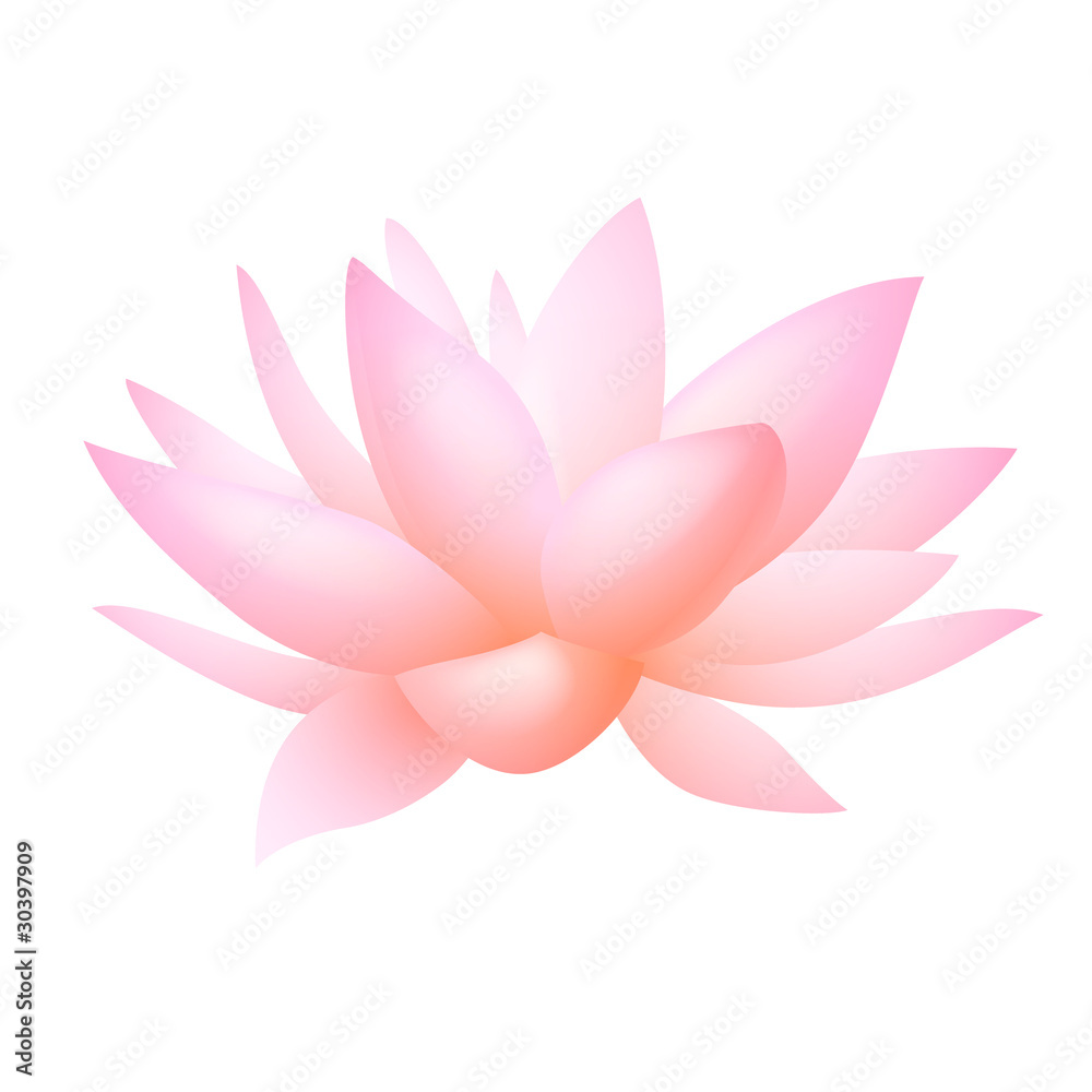 Fototapeta premium Pink lotus or water lily flower. Vector
