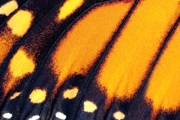 Poster Vlinder Monarchvlinder vleugel op zijdeplant  © peter_waters