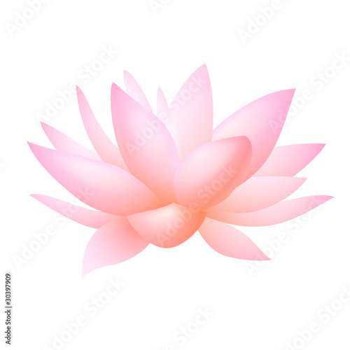 Fototapeta Naklejka Na Ścianę i Meble -  Pink lotus or water lily flower. Vector