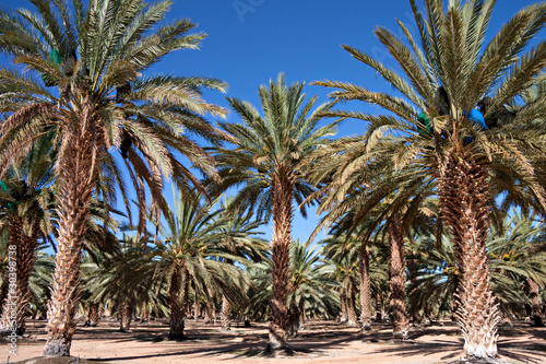 date palm farm