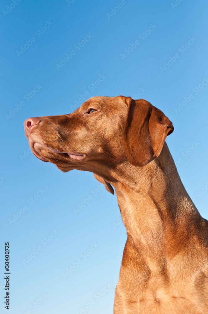 Vizsla (Hungarian pointer) Dog in Profile with Blue Sky Vizsla (Hungarian pointer) Dog in Profile with Blue Sky