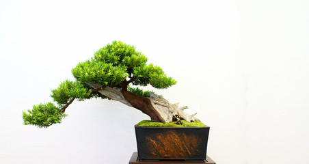 Acrylglasbilder Bonsai Bonsai-Baum mit grüner Krone  © mao-in-photo