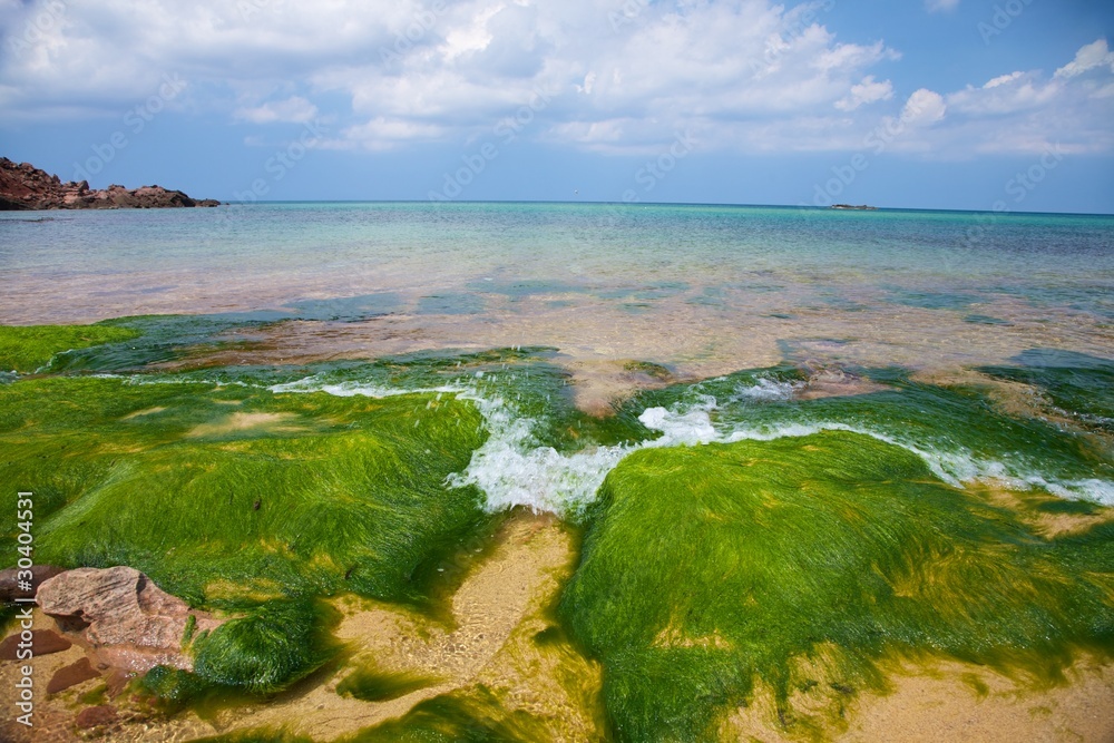 seaweed and ocean horizon