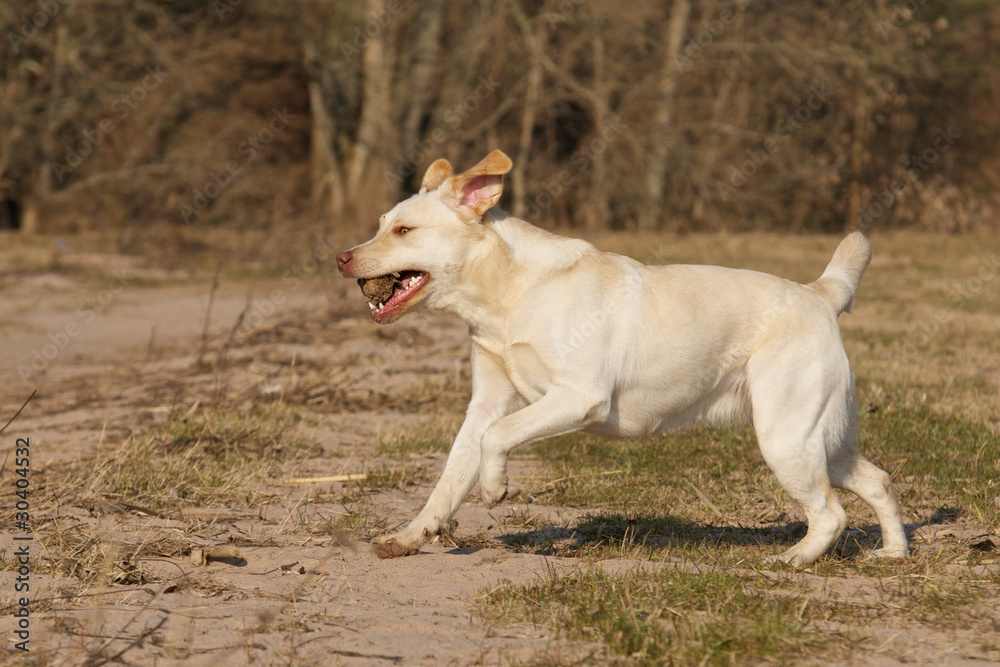 Fröhliche junge Labrador Hündin