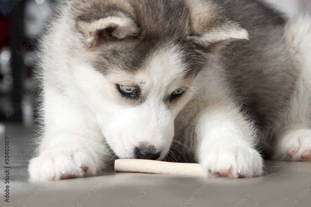 puppy of siberian husky eating pet food
