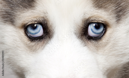 Close up on blue eyes of puppy of siberian husky