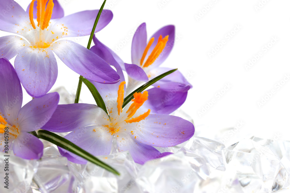 Crocus flowers in ice