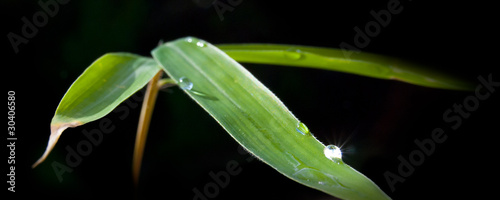 feuilles de bambou