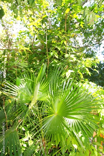 Foto chit palm tree in jungle rainforest in Mayan Riviera
