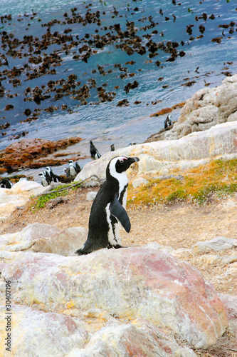 Fototapet Jackass penguin standing on a rock